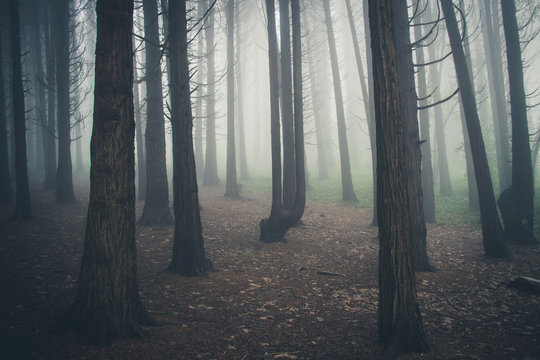 Fototapeta Mysterious dark old forest with fog in the Sintra mountains in Portugal