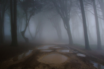 Naklejka premium Mysterious dark old forest with fog in the Sintra mountains in Portugal
