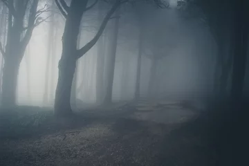 Kussenhoes Mysterious dark old forest with fog in the Sintra mountains in Portugal © nvphoto