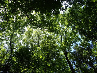 Fototapeta premium Noyamakita-Rokudoyama Park/Musashimurayama,Tokyo
