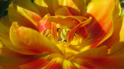 Fototapeta na wymiar Blooming yellow Tulip