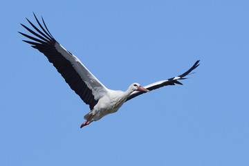 White stork (Ciconia ciconia)