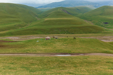 wildlife of Kazakhstan