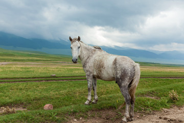 the wild nature of Kazakhstan