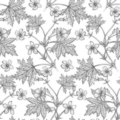 Fototapeta premium Geranium flowers. Seamless floral pattern.