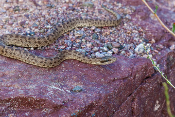 The snake basks on the rock
