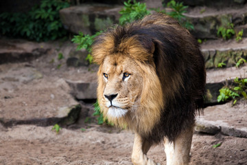 Lion male in Zoo