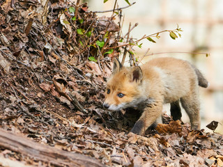 キタキツネの赤ちゃん

