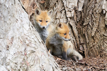 キタキツネの赤ちゃん
