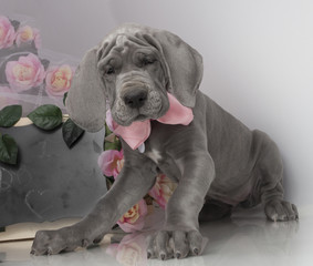 Fototapeta na wymiar Puppy with flowers and chalkboard