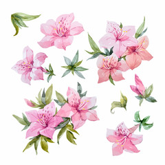 Fototapeta premium Watercolor rhododendron flowers