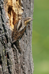 The Eurasian wryneck (Jynx torquilla) sitting on the dry trunk