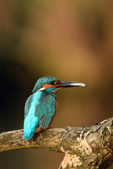 The common kingfisher (Alcedo atthis) also known as the Eurasian kingfisher, and river kingfisher sitting on the branch with a fish in its beak