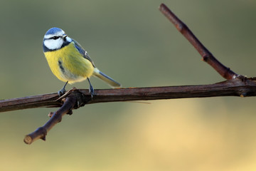 The Eurasian blue tit (Cyanistes caeruleus) sittink on the branch with a greenish gray background