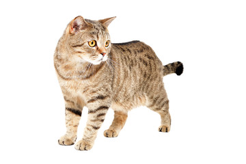 Cat Scottish Straight standing isolated on white background
