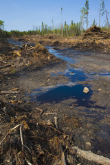 Canadian logging aftermath