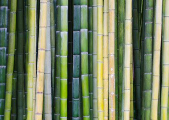bamboo forest texture background