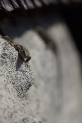 Eidechse schaut neugierig aus Trockenmauer