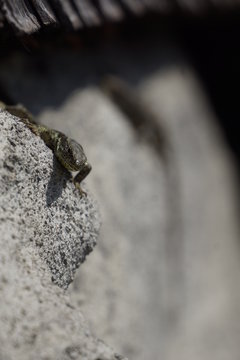 Eidechse schaut neugierig aus Trockenmauer