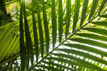Tropische Pflanzenvielfalt - Palmenblätter
Hintergrundbild für Tropisches Lebensgefühl