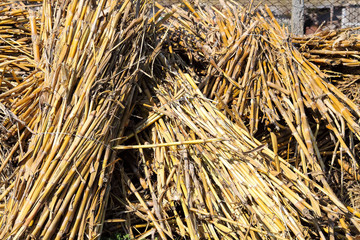 Dry stalks of corn in sheaves