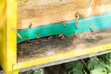 Bee with pollen that enter in the hive