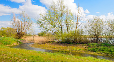 Fototapeta na wymiar Budding willow tree and shrubs on the banks of a river