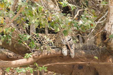 Jaguar from Pantanal, Brazil