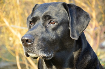 Labrador Retriever