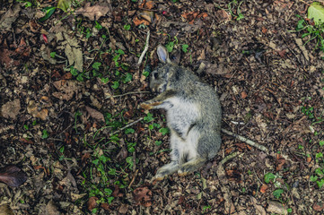 Dead rabbit in the woods