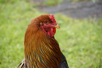 braunes Huhn, seitliches Portrait