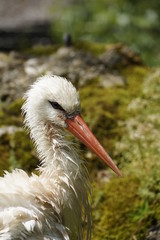 Weissstorch, seitliches Portrait