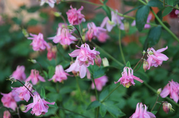Pink aquilegia in the summer garden