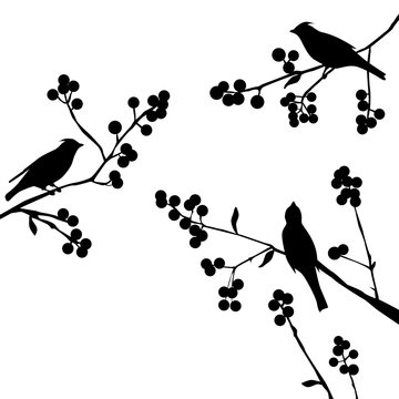 Birds on the branch - set of vector elements