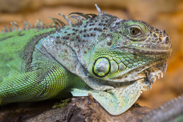 Portrait of lizard watching at camera