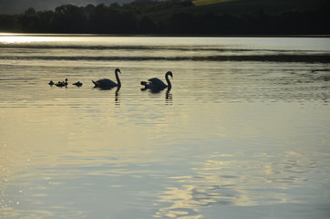 swans