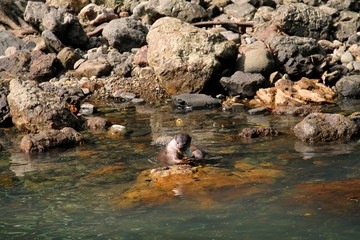 Oriental Small-Clawed Otter (Aonyx cinerea) in Borneo, Malaysia - コツメカワウソ