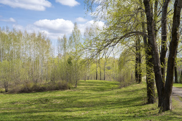 Young foliage in the grove trees