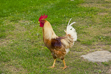 Closeup of a hen in a farmyard (Gallus gallus domesticus)
