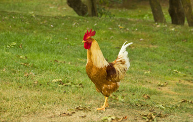 Closeup of a hen in a farmyard (Gallus gallus domesticus)