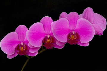 Obraz na płótnie Canvas Three pink orchids on a black background