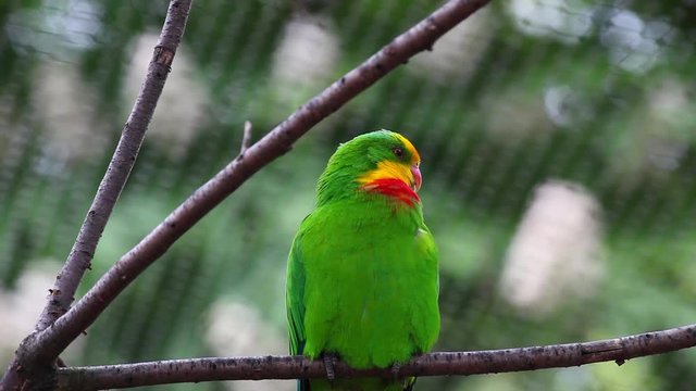 Superb parrot (Polytelis swainsonii) resting on a tree