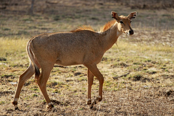Indian Antelope, Ranthambore National Park, India