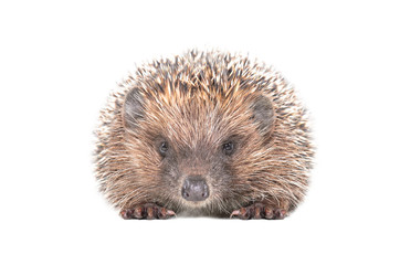 Adorable hedgehog sitting isolated on white background