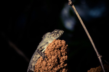 Garden Lizard 1