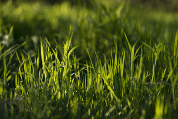 Grass in the evening sun