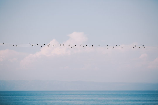 Birds by the sea