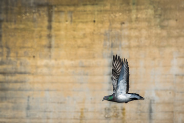 Flying dove in front of stone wall