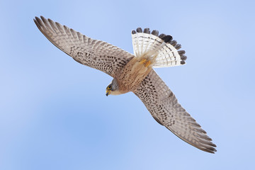 Lesser kestrel (Falco naumanni)