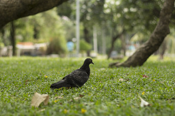 A Dove in the public park.